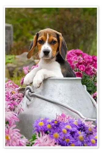 Cute Beagle dog puppy in a milk can de Katho Menden