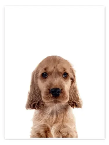 Cute Cocker Spaniel de Animal Kids Collection Editors Choice
