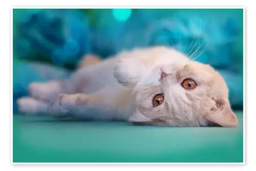 Cute cream kitten in bed de Janina Bürger