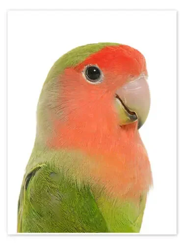 Cute peach-faced Lovebird Editors Choice