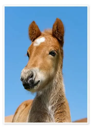 Cute Pony foal portrait in front of blue sky de Katho Menden