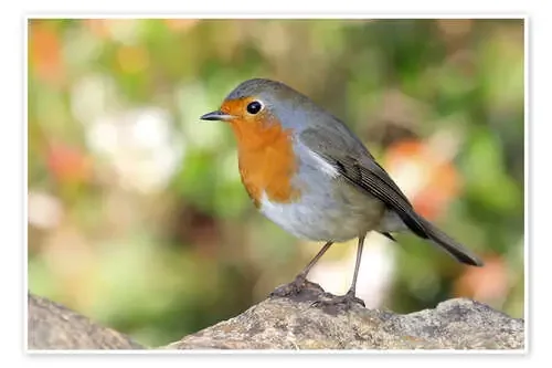Cute robin Editors Choice