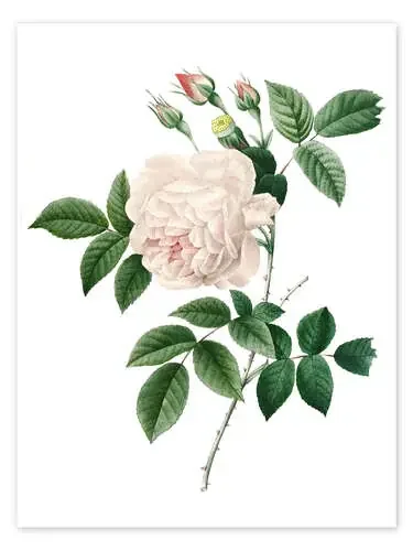 Cyme Rosa de Pierre Joseph Redouté Master Collection