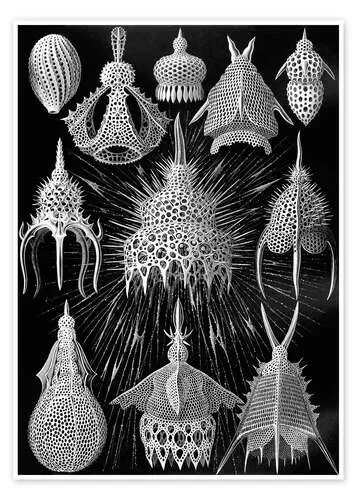 Cyrtoidea (Obras de arte de la naturaleza, 1899) de Ernst Haeckel Master Collection