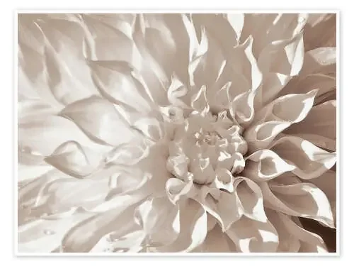 Dahlia en sepia de Renate Knapp