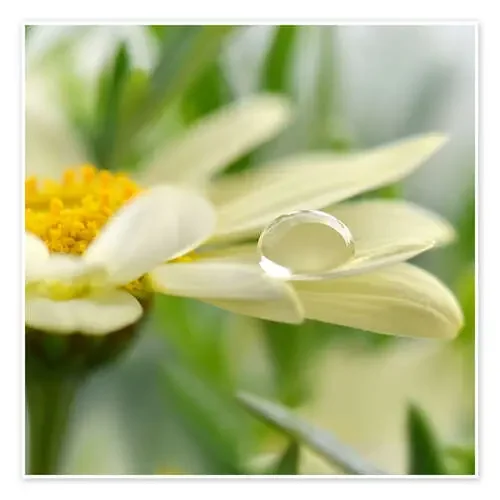 Daisy with drops de Atteloi
