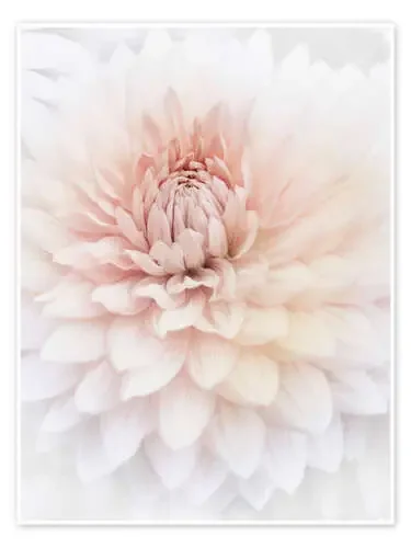 Dalia rosa Editors Choice