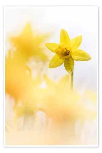 Dancing Daffodils de Bob Daalder