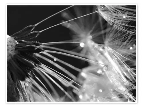 Dandelion black and white de Julia Delgado