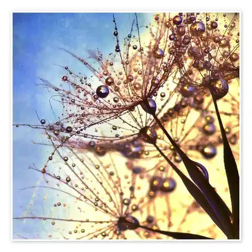 Dandelion Color II de Julia Delgado