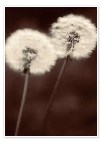 Dandelion couple sepia brown de Julia Delgado