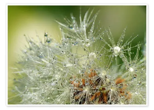 Dandelion de Gabi Siebenhühner