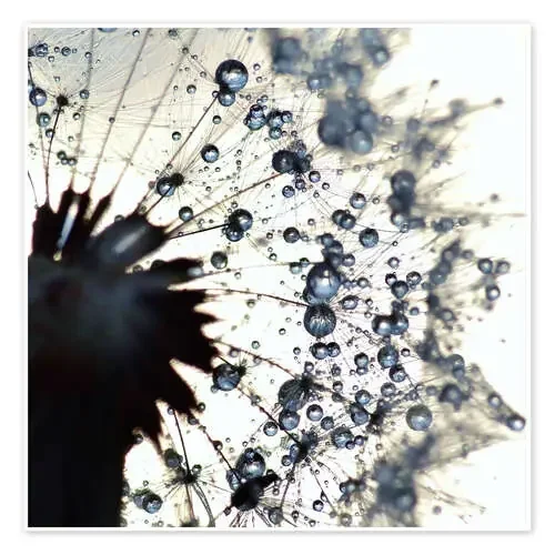 Dandelion drops of water around de Julia Delgado