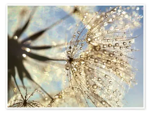 Dandelion magic of nature de Julia Delgado