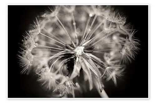 Dandelion modern black and white de Julia Delgado