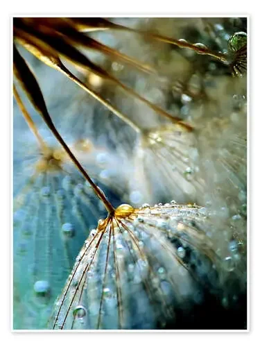 Dandelion Mystik de Julia Delgado