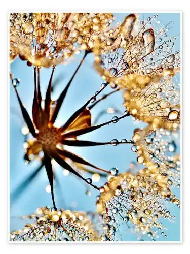 Dandelion thousands drops de Julia Delgado