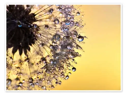 Dandelion yellow de Julia Delgado