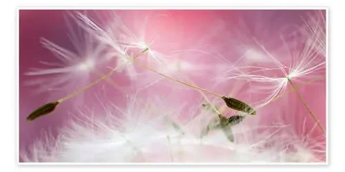 Dandelionmagic de Ludger Föster
