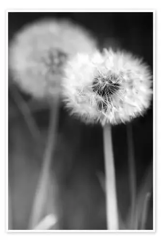 Dandelions black and white de Julia Delgado