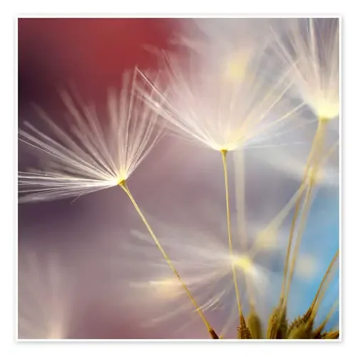 Dandelions dream II de Ludger Föster