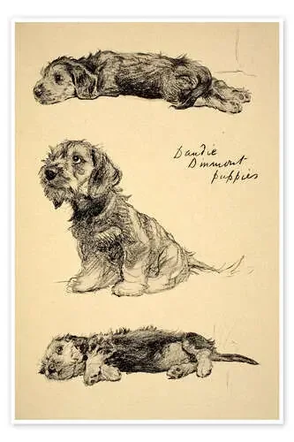 Dandie Dinmont Puppies de Cecil Charles Windsor Aldin Bridgeman Images