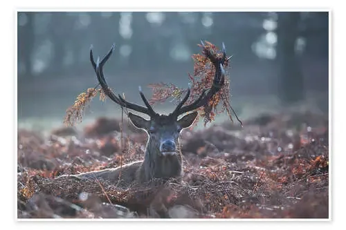 Deer stag in the brushwood de Alex Saberi