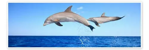 Delfines nariz de botella de Stuart Westmorland Design Pics