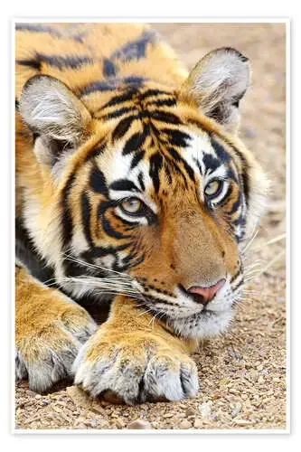 Descansando rey tigre de Jagdeep Rajput Danita Delimont
