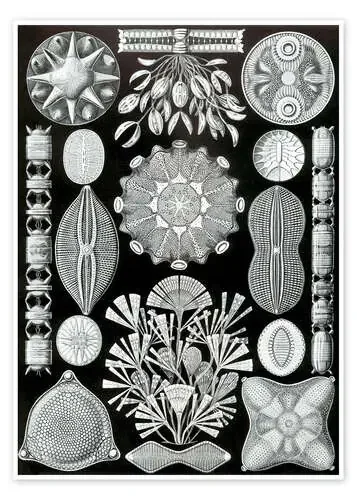 Diatomeas, Diatomea (Obras de arte de la naturaleza, 1899) de Ernst Haeckel Master Collection
