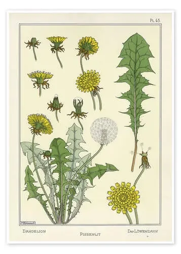 Diente de león de Maurice Pillard Verneuil Master Collection