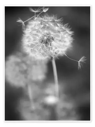 Diente de león en blanco y negro de Julia Delgado