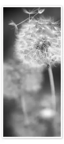 Diente de león en blanco y negro de Julia Delgado
