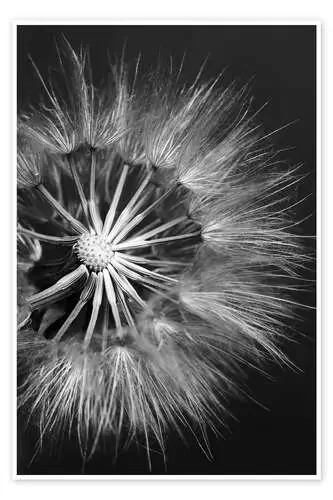 Diente de león en blanco y negro II Editors Choice