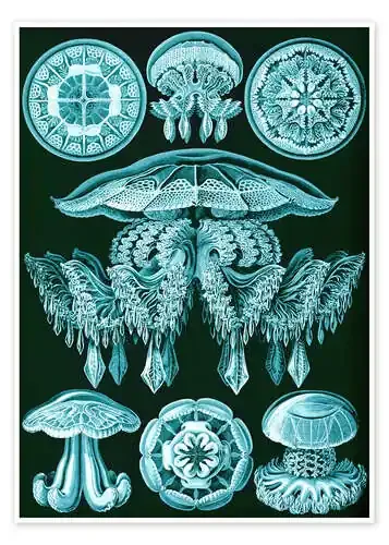 Discomedusae (Obras de arte de la naturaleza, 1899) de Ernst Haeckel Master Collection