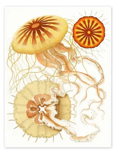 Discomedusae, Polybostricha (The System of Medusae, 1879) de Ernst Haeckel Master Collection
