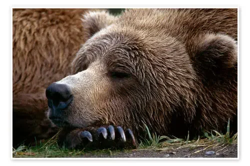 Dormir oso pardo de Gary Schultz Design Pics