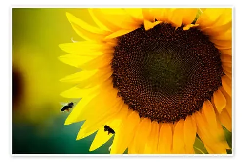 Dos abejas en un girasol Editors Choice