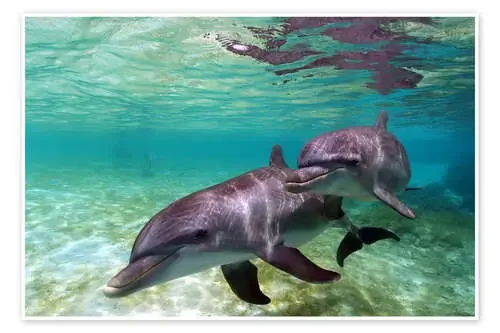 Dos grandes delfines delante de las playas del Caribe de Stuart Westmorland Danita Delimont