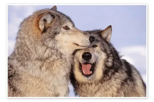 Dos lobos grises en el borde del bosque de John Hyde Design Pics