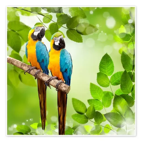 Dos loros en azul y amarillo Editors Choice