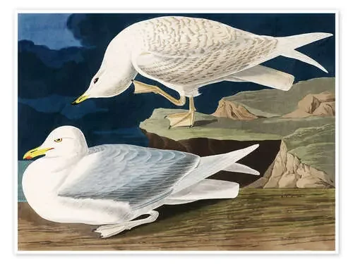 Dos pájaros de John James Audubon Master Collection