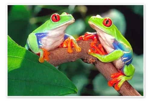 Dos ranas de ojos rojos de David Northcott Danita Delimont
