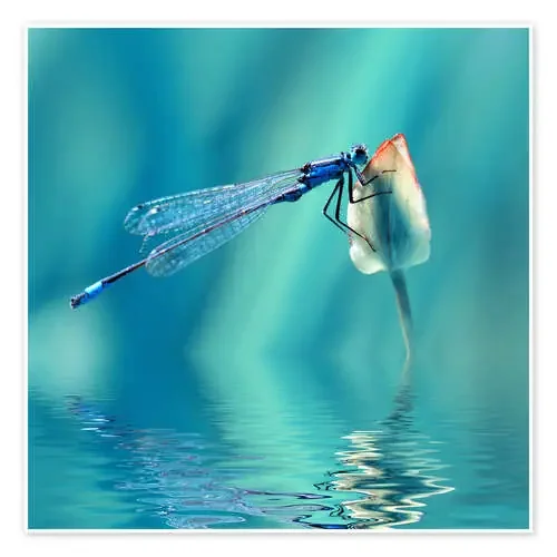 Dragonfly with Reflection de Atteloi