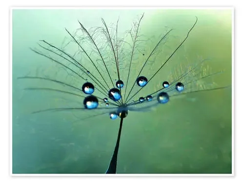 Drops on dandelion flower art design de Julia Delgado