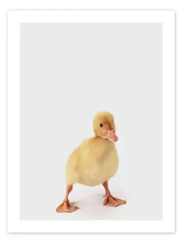 Duckling II de Animal Kids Collection Editors Choice