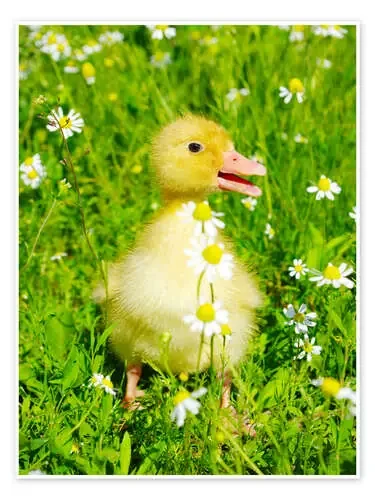 Duckling on flowery meadow Editors Choice