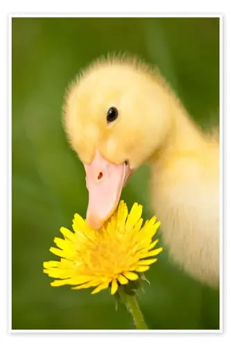 Duckling with dandelion Editors Choice