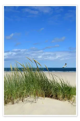 Dune with seagull de Susanne Herppich