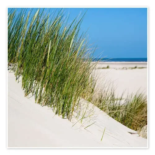 Dunes with grass at the coastline of the german island Norderney (Germany) de gn fotografie